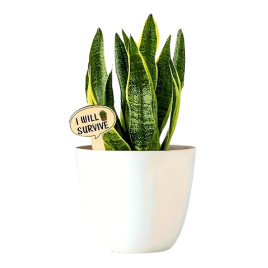 Funny Plant tag