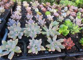 6 Succulents Variety Tray